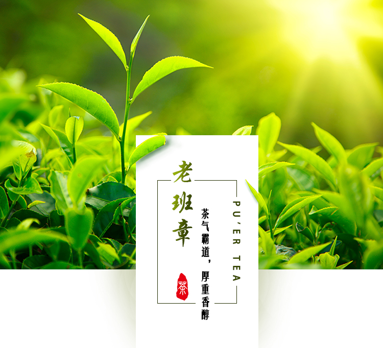 8acffce67faf09944c491156c1768b51老班章详情页_01.jpg