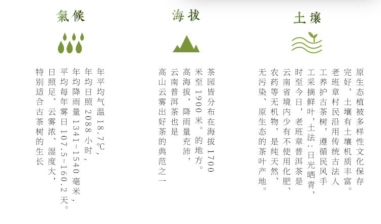 8acffce67faf09944c491156c1768b51老班章详情页_17.jpg