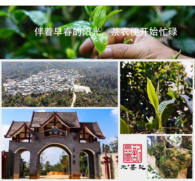 8acffce67faf09944c491156c1768b51老班章详情页_18.jpg